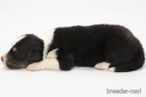 成約済の神奈川県のボーダーコリー-342036の5枚目